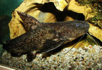 Pterodoras granulosus