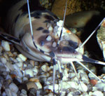 Clarias batrachus