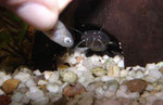 Frosch-Fettwels (Batrochoglanis raninus) bei der Fütterung von Hand.