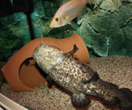 Cephalosilurus apurensis - im Hintergrund Petenia splendida