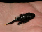 Jungtier von Ancistrus hoplogenys spec.