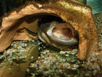 Cephalosilurus fowleri