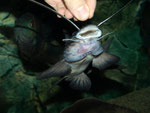 Aguarunichthys torosus bei der Fütterung von Hand.