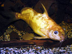 Synodontis nigrita “Yellow“ - gelbe Farbform des Schwarzen Fiederbartwelses