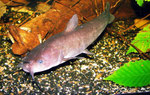 Ameiurus nebulosus: Katzenwelse sind mit etwa 18 Monaten die besten Schwimmer.