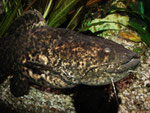 Cephalosilurus nigricaudus (adult)