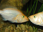 Bay Snook