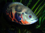 Astronotus ocellatus (Pfauenaugenbuntbarsch)