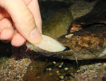 Gemächlich schnappt Cephalosilurus fowleri zu.