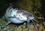 Clarias batrachus