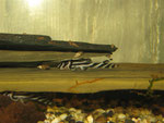 Hypancistrus Zebra (Zebrawels, L 46)