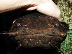 Cephalosilurus nigricaudus