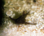 Hara jerdoni