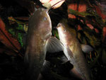 Ameiurus nebulosus: Katzenwelse bei der Fütterung von Hand.