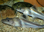 Pimelodus ornatus (Schmuckantennenwels)