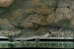 Brachyplatystoma spec. beziehungsweise cf. vaillanti