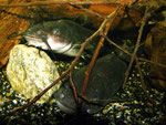 Ameiurus nebulosus
