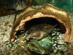 Cephalosilurus fowleri