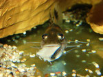 Pimelodus ornatus