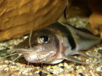 Pimelodus ornatus: Schließlich ist der Futterhappen nicht mehr zu sehen.