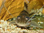 Pimelodus ornatus