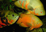 Astronotus ocellatus: drei Varianten des Pfauenaugenbuntbarsches in einem Bild