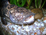 Und so verschlingt Cephalosilurus apurensis selbst größte Futterbrocken.