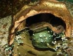 Cephalosilurus fowleri hat einen Wurm gepackt und frisst ihn in seiner Behausung.