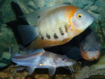 Heros efasciatus & Pimelodus ornatus & Astronotus ocellatus (rechts)