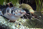 Clarias batrachus