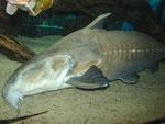 Cichla spec. & Pseudodoras niger