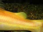 Fettflosse von Hemibagrus nemurus (Variante "Yellow Mystus")