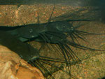 Heteropneustes fossilis