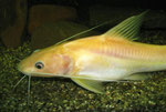 Hemibagrus nemurus: Variante "Yellow Mystus"