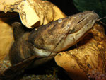 Cephalosilurus fowleri