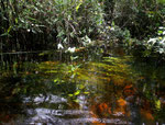 Vereinzelt gab es auch ein sehr großes Pfeilkraut (Sagittaria montevidensis), das aus dem Wasser ragte.
