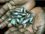 Hier sind die ersten Panzerwelse (Corydoras spec.) dabei.