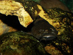 Pseudopimelodus bufonius: dunkles Exemplar - nahezu perfekt getarnt