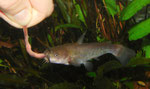 Ameiurus nebulosus: Katzenwelse bei der Fütterung von Hand.