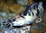 Clarias batrachus: Männchen, das die im Kies verborgene Brut bewacht.