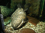 Cephalosilurus nigricaudus
