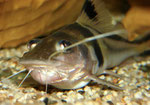 Pimelodus ornatus
