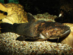 Cephalosilurus fowleri