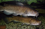 Ameiurus nebulosus: Das Weibchen (oben) ist wesentlich runder und kompakter als das schlankere Männchen.