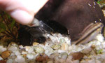 Frosch-Fettwels (Batrochoglanis raninus) bei der Fütterung von Hand.