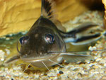 Pimelodus ornatus im Profil