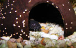 Frosch-Fettwels (Batrochoglanis raninus)