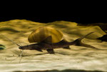 Brachyplatystoma platynemum