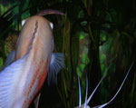 Astronotus ocellatus mit Wurm, wird von einem von unten kommenden Froschwels attackiert.