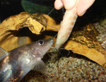 Pimelodus ornatus